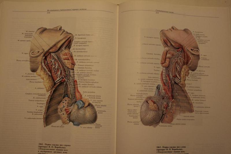 Анатомия человека 1. Синельников анатомия человека. Синельников атлас анатомии. Анатомический атлас человека. Атлас по анатомии Синельников.