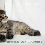 Котята Мейн кун. Питомник кошек породы Мейн кун  AzaliaCoon  Москва.