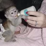 Красивая и симпатичная капуцин обезьян для продажи