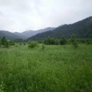 Земельный участок в Горном Алтае.