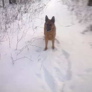 Щенки немецкой овчарки