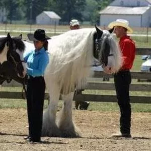 Красивые лошади Ваннер цыганская