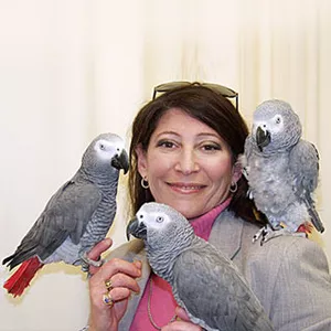 Мужчины и женщины говорили африканских попугаев серый на продажу