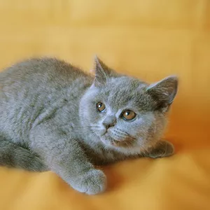 Британские котята. Питомник Ольги Барсуковой