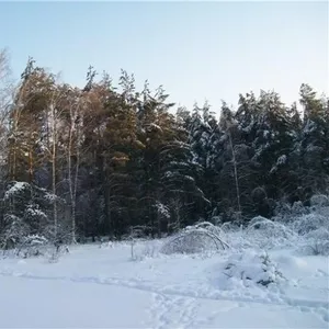 Лесной участок 8 сот. на окраине г. Домодедово , 16 км от Мкад