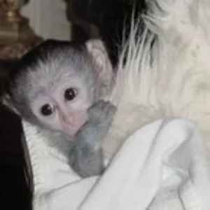ребенка капуцин обезьян для принятия