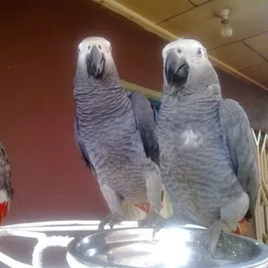 Африканские серые попугаи и попугаи ара для продажи