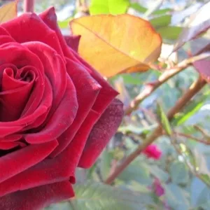 Розы оптом из Эквадора,  цветы из Голландии