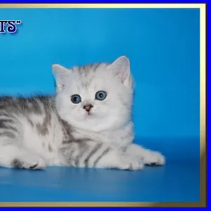 Британские котята серебристых окрасов из питомника Daryacats 