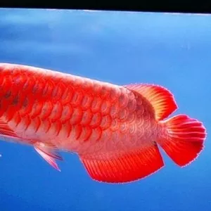 Лучшими азиатскими азиатскими красными и золотыми аквариумными рыбами 