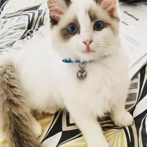 Ragdoll kittens available for new home