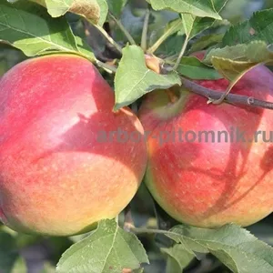 Саженцы яблони по низкой цене в Москве и Подмосковье 