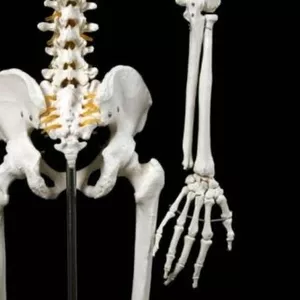 Анатомическая Модель скелета человека в натуральную величину