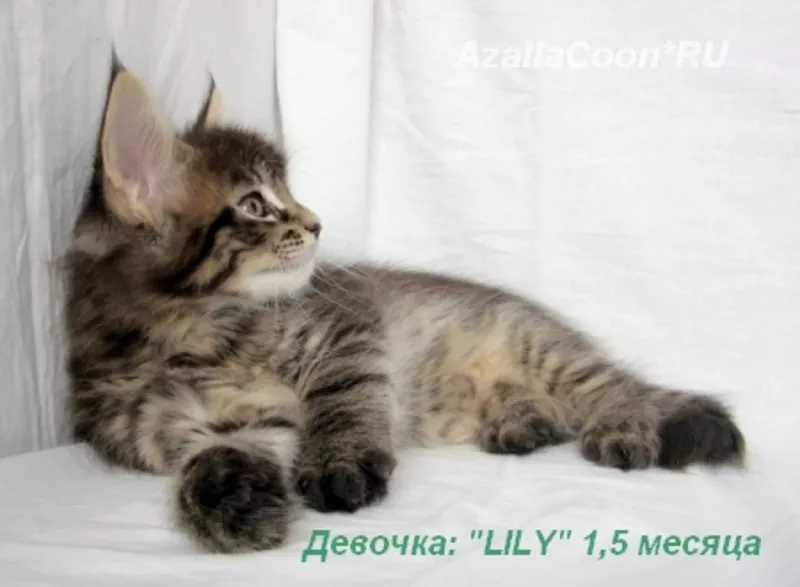 Котята Мейн кун. Питомник кошек породы Мейн кун  AzaliaCoon  Москва.