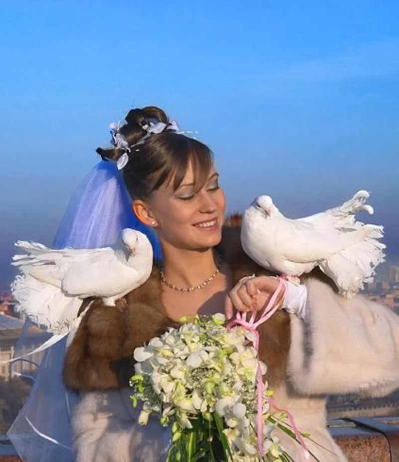 Голуби на свадьбу в Москве
