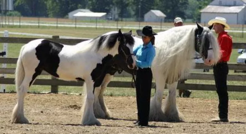 Красивые лошади Ваннер цыганская