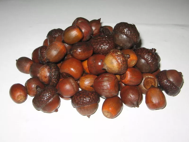 Семена красного дуба,  конского каштана