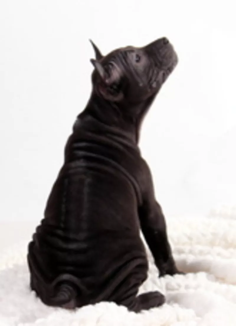 Тайский риджбек собака с полосой на спине