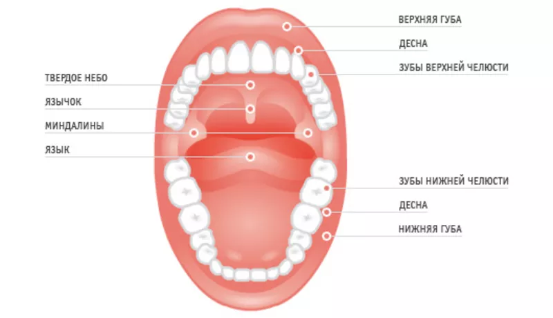 Съёмный протез зубов