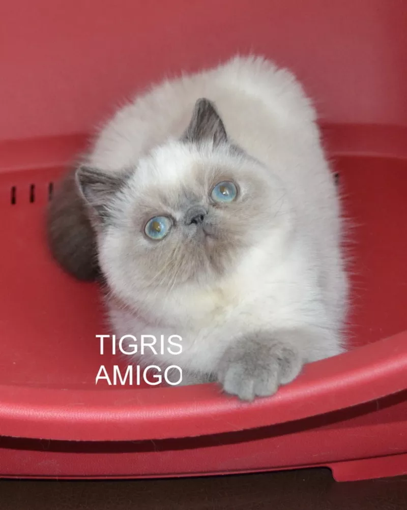 Питомник персидских и экзотических короткошерстных кошек “TIGRIS AMIGO 3