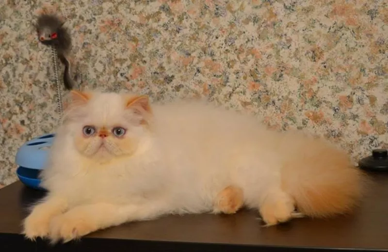 Питомник персидских и экзотических короткошерстных кошек “TIGRIS AMIGO 5