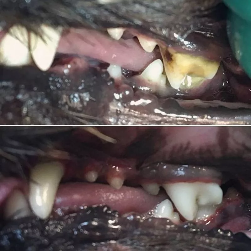 Ультразвуковая чистка зубов собакам без наркоза