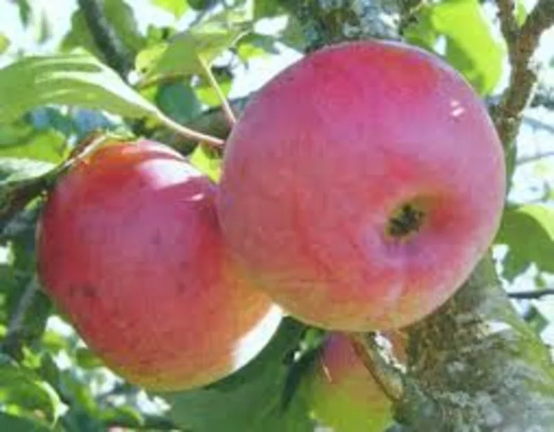 Оптовые поставки яблок из фермерских  хозяйств  Краснодара 2