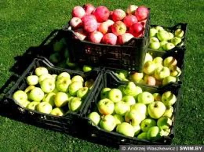Оптовые поставки яблок из фермерских  хозяйств  Краснодара 3