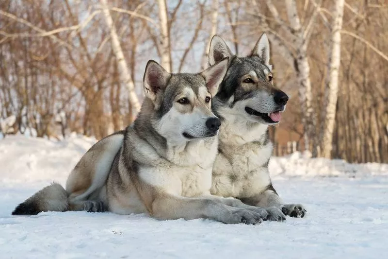 Щенки собаки Сарлоса (Saarloos Wolfdogs) 3