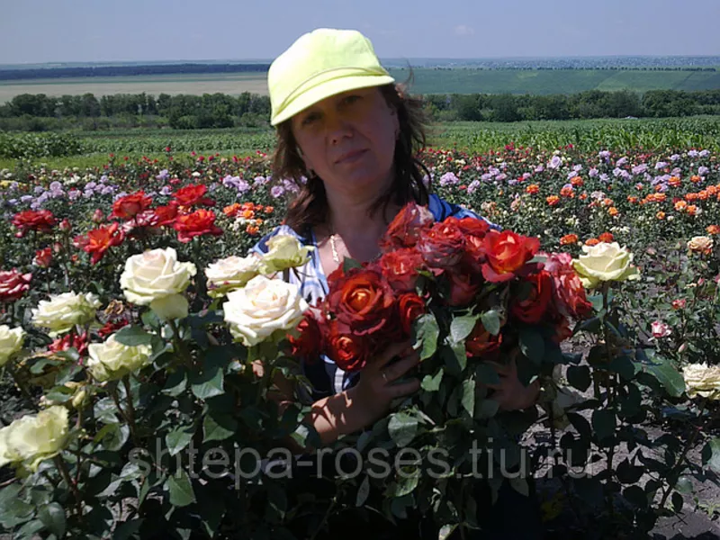 Саженцы роз почтой и самовывозом из Домодедодово