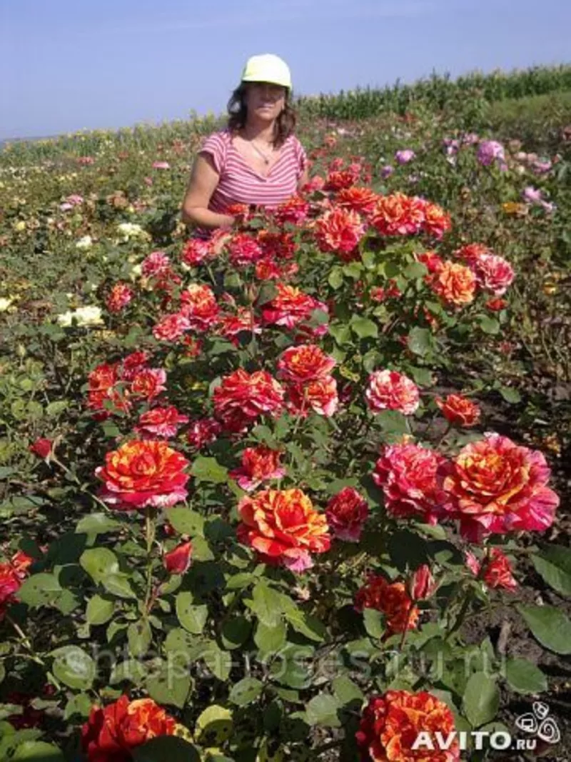 Саженцы роз почтой и самовывозом из Домодедодово 3