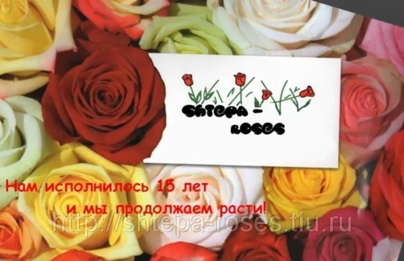 Саженцы роз почтой и самовывозом из Домодедодово 9