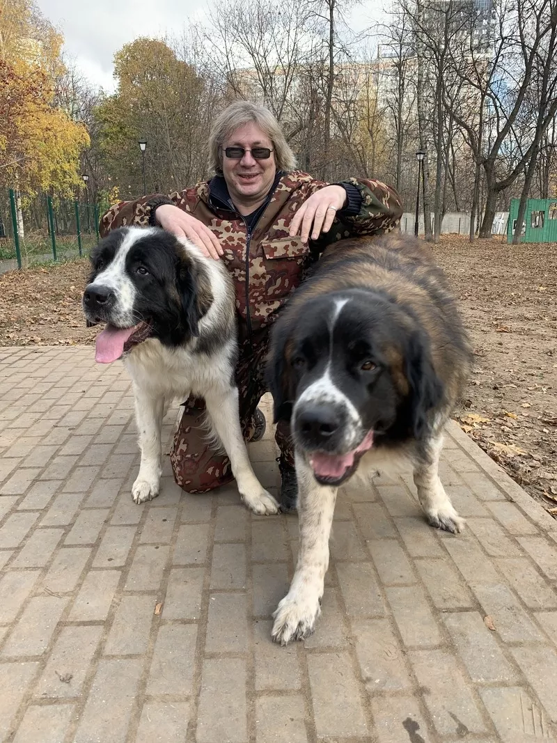 Кинолог: профессиональная дрессировка собак в Москве 5