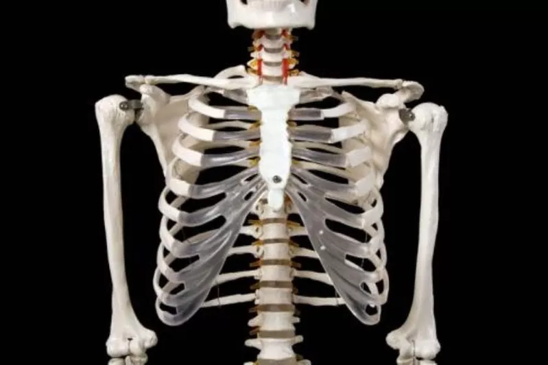 Анатомическая Модель скелета человека 170 см  на роликовой подставке 4