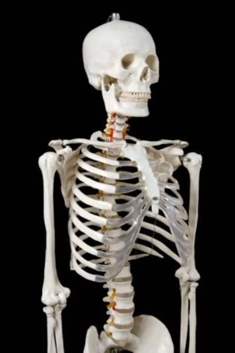 Анатомическая Модель скелета человека 170 см  на роликовой подставке 2