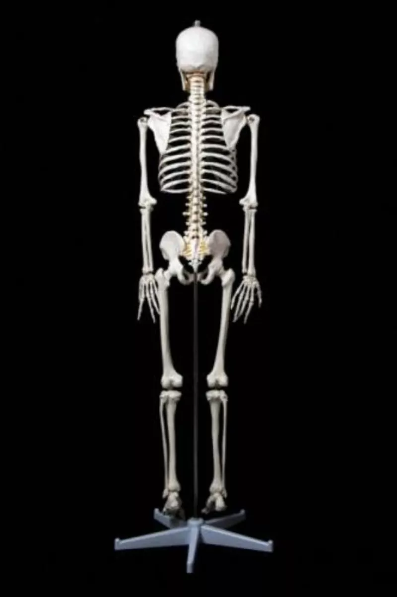 Анатомическая Модель скелета человека 170 см  на роликовой подставке 3