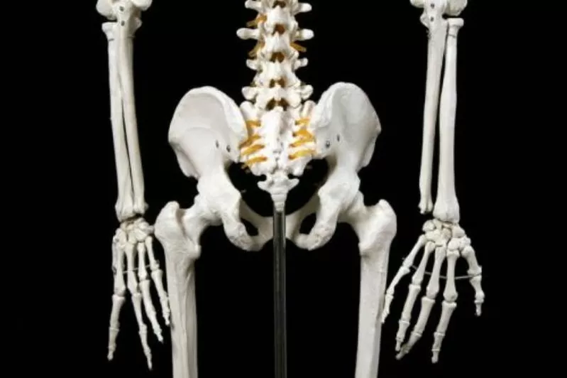 Анатомическая Модель скелета человека 170 см  на роликовой подставке 5