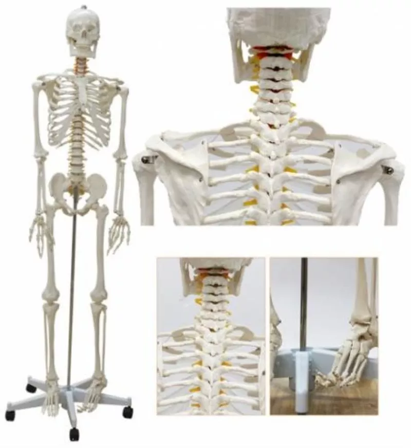 Анатомическая Модель скелета человека 170 см  на роликовой подставке