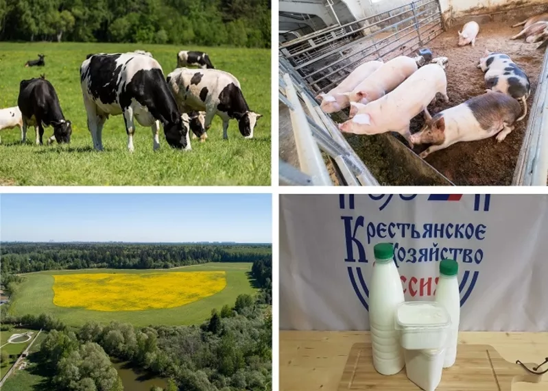 Фермерское хозяйство в Московской области: молочные и мясные продукты