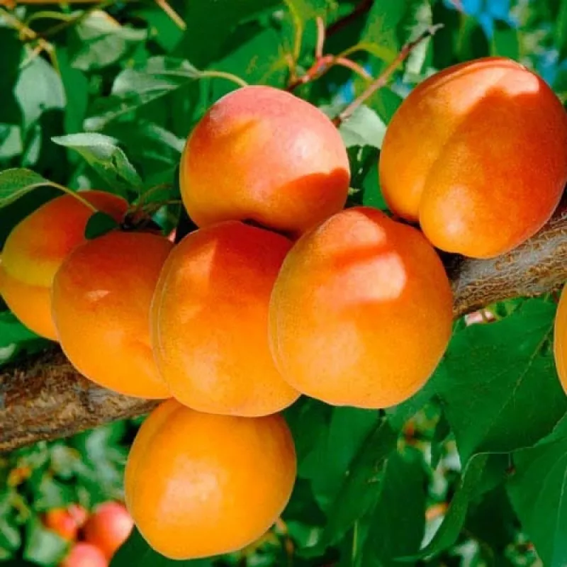 Саженцы яблони и других плодовых деревьев из питомника растений 2
