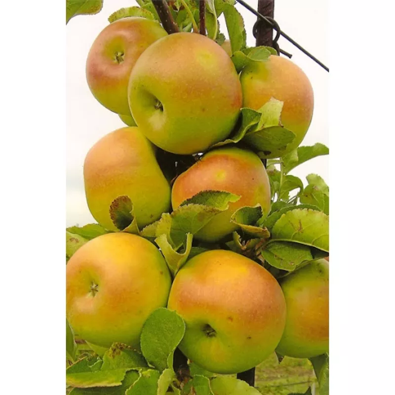 Саженцы яблони и других плодовых деревьев из питомника растений 4