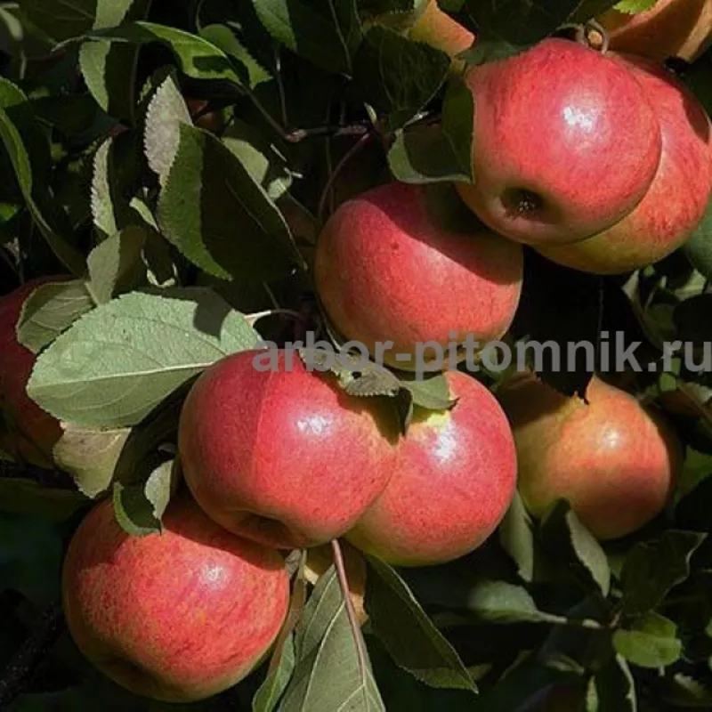 Саженцы яблони по низкой цене в Москве и Подмосковье  5
