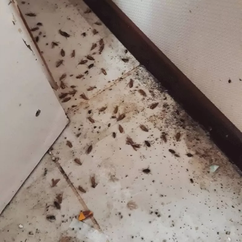 Уничтожение тараканов,  клопов,  муравьев,  плесени,  грызунов,  запахов 2