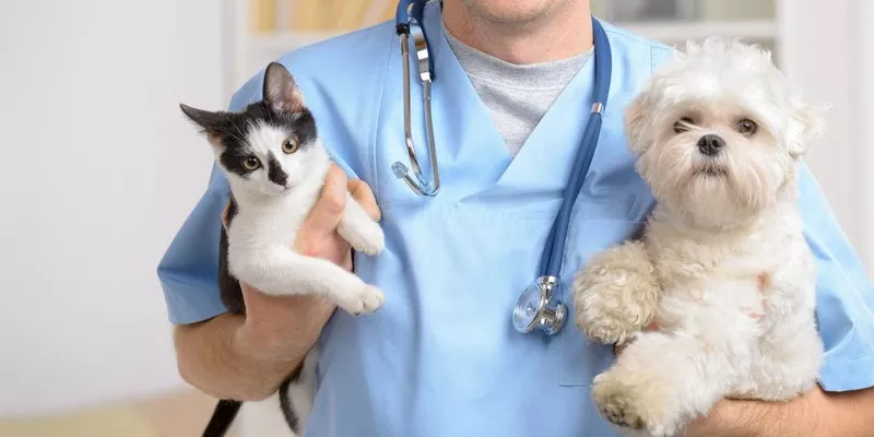 Круглосуточный ветеринарный врач на дом в Москве. Выезд во все районы